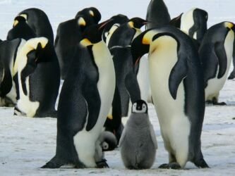 pexels-pixabay-52509 Conjunto de Pinguins - Teoria dos Conjuntos